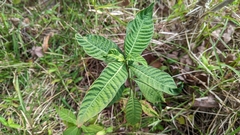 Psychotria tenuifolia