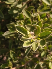 Diospyros lycioides