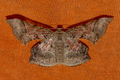 Krananda semihyalina