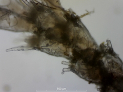 Cradoscrupocellaria reptans