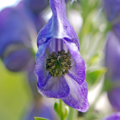 Aconitum uncinatum