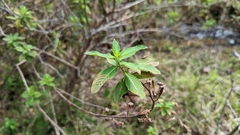 Psychotria tenuifolia
