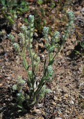 Cryptantha barbigera barbigera