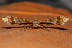 Krananda semihyalina