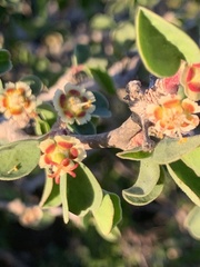 Euphorbia misera