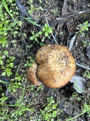 Polyporus decurrens
