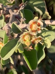 Euphorbia misera