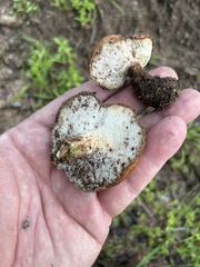Polyporus decurrens