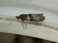 Sciota fraudifera