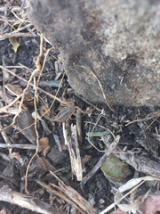 Centruroides limpidus