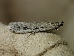 Phycitodes mucidella