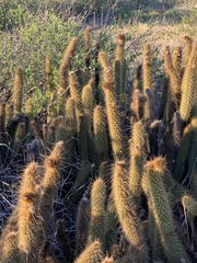 Bergerocactus emoryi