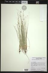 Eleocharis quinqueflora