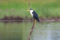 Egretta picata
