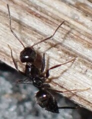 Nylanderia bourbonica