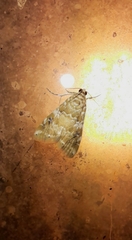 Hellula