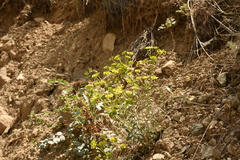 Euphorbia cheiradenia