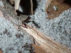 Nylanderia bourbonica