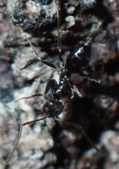 Nylanderia bourbonica