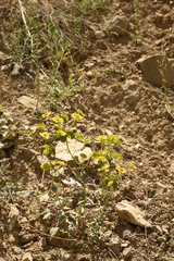 Euphorbia cheiradenia