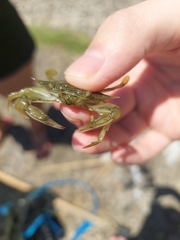 Callinectes sapidus