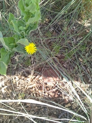 Arctotis arctotoides