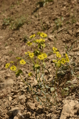 Euphorbia cheiradenia