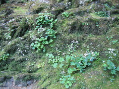 Boykinia occidentalis