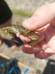 Callinectes sapidus