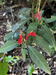 Justicia brasiliana
