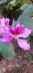 Bauhinia