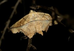 Polyacme dissimilis