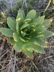 Dudleya brittonii