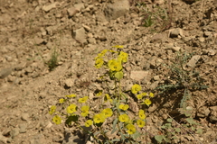 Euphorbia cheiradenia