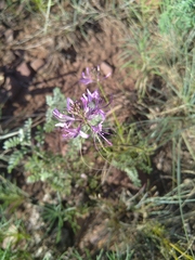 Cleome maculata