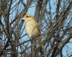 Lanius isabellinus