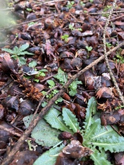 Turritis glabra