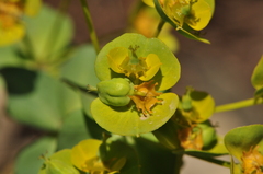 Euphorbia cheiradenia
