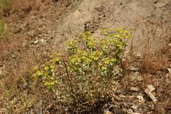 Euphorbia cheiradenia