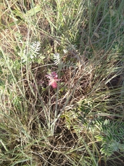 Indigofera oxytropis