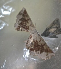 Parepisparis multicolora