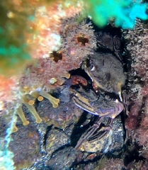 Cronius ruber