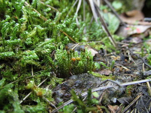 Sickle-leaved Hair Moss (Oligotrichum falcatum)