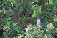 Malurus cyaneus cyaneus