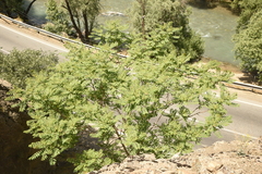 Ailanthus altissima