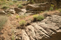 Euphorbia cheiradenia