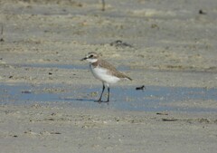 Charadrius mongolus