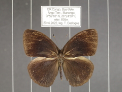 Bicyclus smithi smithi