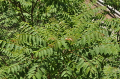 Ailanthus altissima