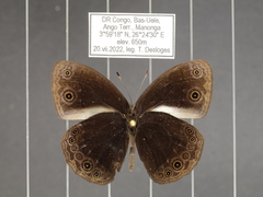 Bicyclus smithi smithi